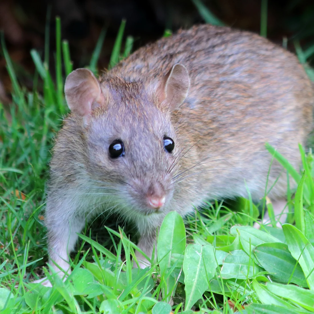 A brown rat standing in green grass